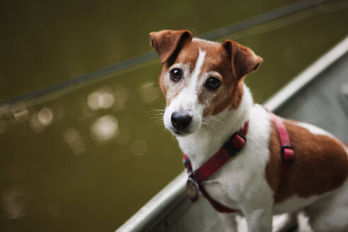 Porträt eines im Boot sitzenden Hundes - CAVF07326