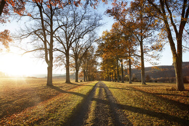 Walkway amidst trees during autumn on sunny day - CAVF07845