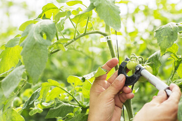 Botaniker misst kleine Tomate mit Messschieber im Gewächshaus - CAIF16454