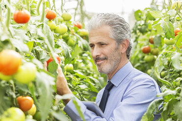 Botanikerin bei der Untersuchung von Tomatenpflanzen im Gewächshaus - CAIF16463
