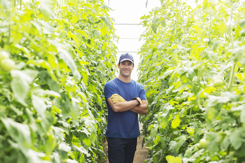 Porträt eines selbstbewussten Arbeiters zwischen Tomatenpflanzen im Gewächshaus, lizenzfreies Stockfoto