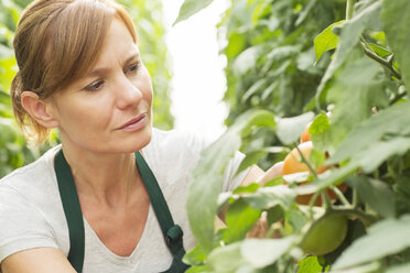 Arbeiter, der Tomatenpflanzen im Gewächshaus untersucht - CAIF16484