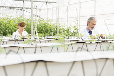 Botanists examining plants in greenhouse - CAIF16485