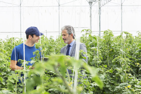 Geschäftsinhaber und Arbeiter unterhalten sich zwischen Tomatenpflanzen im Gewächshaus - CAIF16498