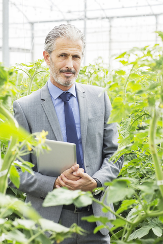 Porträt eines selbstbewussten Geschäftsinhabers zwischen Tomatenpflanzen im Gewächshaus, lizenzfreies Stockfoto