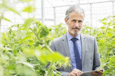 Porträt eines Geschäftsinhabers mit digitalem Tablet zwischen Tomatenpflanzen im Gewächshaus - CAIF16512