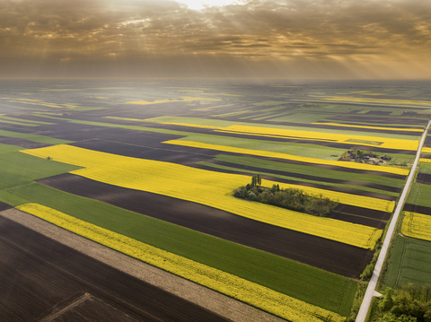 Serbien, landwirtschaftliche Felder mit gelbem Rapsfeld, Luftaufnahme im Sommer, lizenzfreies Stockfoto