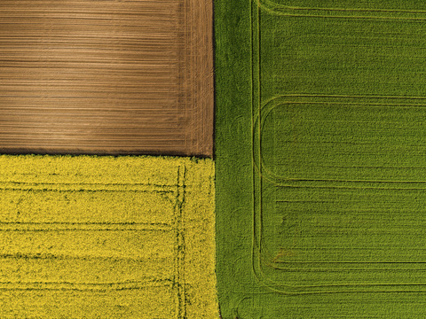 Serbien, landwirtschaftliche Felder mit gelbem Rapsfeld, Luftaufnahme im Sommer, lizenzfreies Stockfoto