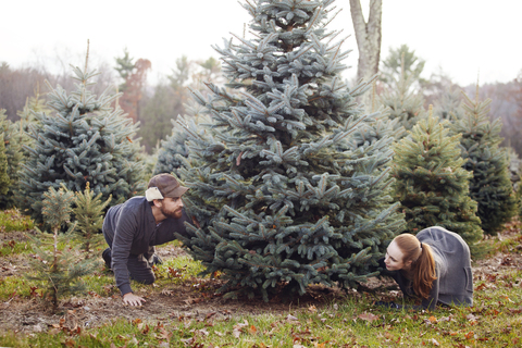 Ehepaar sucht Weihnachtsbaum auf einer Tannenbaumfarm aus, lizenzfreies Stockfoto