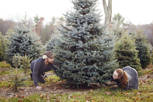 Ehepaar sucht Weihnachtsbaum auf einer Tannenbaumfarm aus - CAVF08337