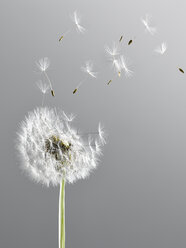 Close up of dandelion plant blowing in wind - CAIF17007