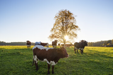 Deutschland, Bayern, Oberbayern, Alpenvorland, Kuhweide in Peretshofen bei Sonnenaufgang - SIEF07746