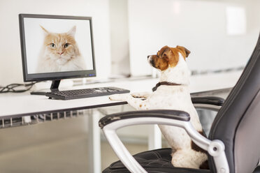 Hund sitzt am Schreibtisch im Büro - CAIF17482