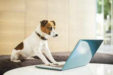 Dog working on laptop in office - CAIF17488