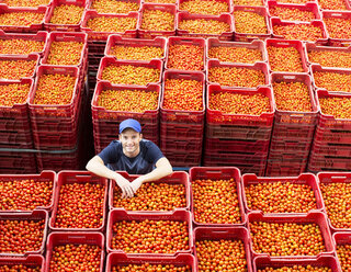 Porträt eines zwischen Tomatenkisten stehenden Arbeiters - CAIF17600