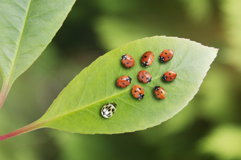 Unique ladybug standing out from the crowd on leaf stock photo
