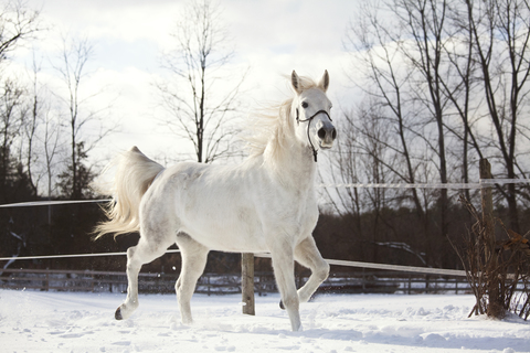 Weißes Pferd auf Schneefeld stehend, lizenzfreies Stockfoto