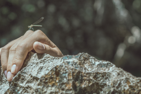 Dragonfly on hand stock photo