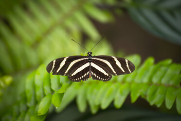 Spain, Canary Islands, butterfly on leaf - STCF00460