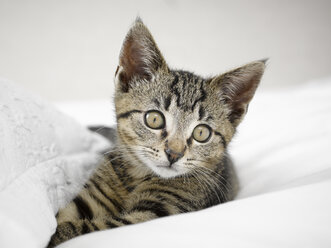 Kätzchen entspannt in Decken - CAIF18956