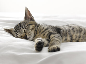 Kitten napping on blankets - CAIF18957