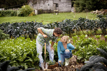 Happy couple harvesting vegetables at farm - CAVF09551