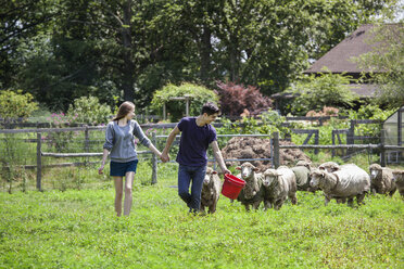 Paar betrachtet Schafe beim Spaziergang auf dem Bauernhof - CAVF09913