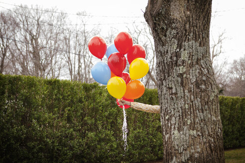 Woman holding helium balloons while hiding behind tree at backyard - CAVF10148