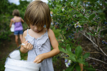 Schwestern halten einen Behälter, während sie Blaubeeren von Bäumen auf einem Bauernhof pflücken - CAVF10384