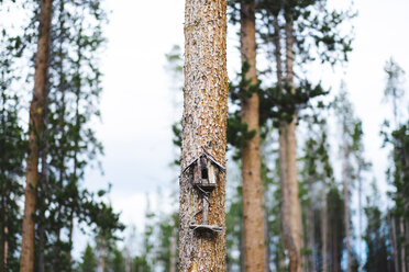 Birdhouse on tree trunk in forest - CAVF10410