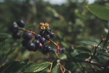 Close-up of blueberries growing on plants at field - CAVF10465