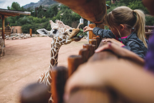 Mädchen füttert eine Giraffe im Zoo - CAVF10485