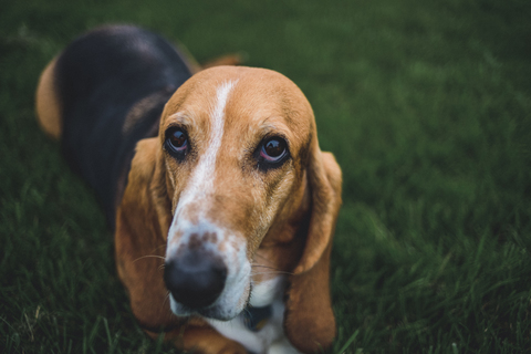 Hochformatiges Porträt eines im Hof stehenden Hundes, lizenzfreies Stockfoto