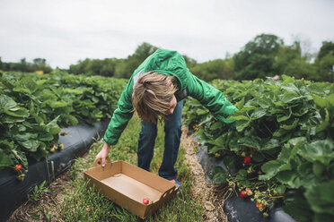 Junge pflückt Erdbeeren auf einem Feld - CAVF10519