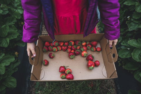 Mittelteil eines Mädchens, das Erdbeeren in einem Behälter hält, während es auf einem Feld steht, lizenzfreies Stockfoto