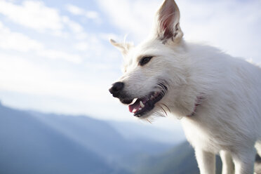 Low angle view of white dog against sky - CAVF10558