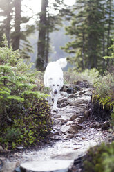 Hund läuft auf Felsen bei Pflanzen gegen Bäume - CAVF10592