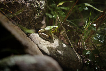 Frosch auf Felsen im Wald - CAVF10687