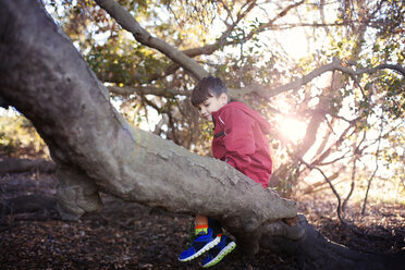 Boy sitting on tree trunk in forest - CAVF11090