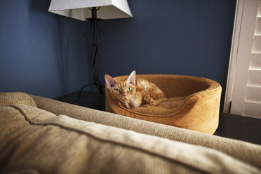 Porträt einer Katze, die zu Hause auf einem Bett für Haustiere sitzt - CAVF11117