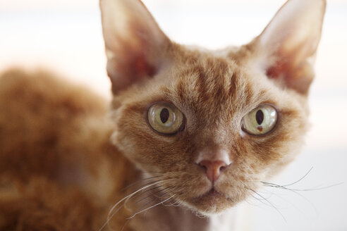 Nahaufnahme einer Katze zu Hause - CAVF11124