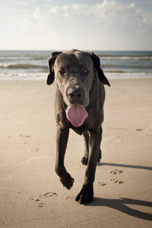 Porträt einer Dogge, die am Strand gegen den Himmel läuft - CAVF11249