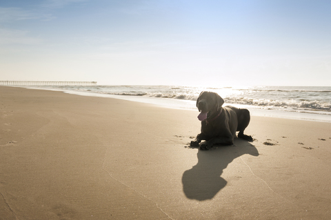 Deutsche Dogge am Ufer sitzend gegen den Himmel, lizenzfreies Stockfoto