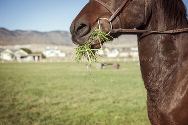 Ausgeschnittenes Bild eines Pferdes, das auf einem Feld Gras frisst - CAVF11255