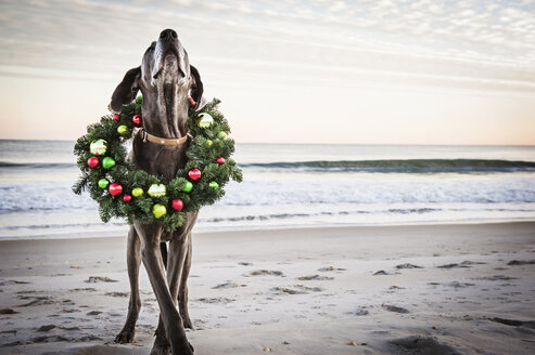 Great Dane wearing Christmas wreath on shore at beach - CAVF11259