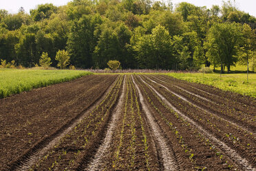 Crops growing in agriculture field against trees - CAVF11315