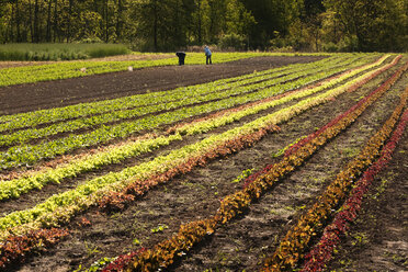 Men working on cultivated crop field - CAVF11317