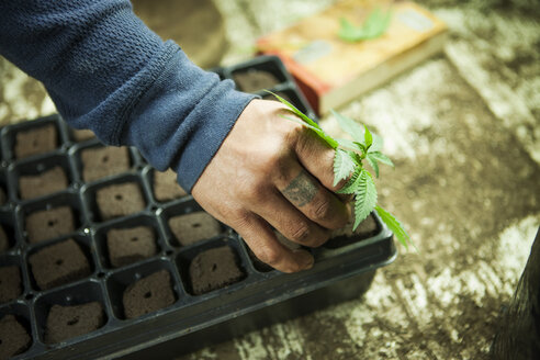 Ausgeschnittenes Bild eines Landwirts, der eine Cannabispflanze in einem Gewächshaus anpflanzt - CAVF11370