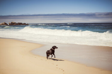 Dog running on shore - CAVF11437