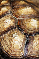 Close-up of turtle shell - CAVF11478